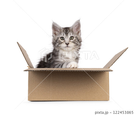 Maine Coon kittens on white background Maine Coon kittens on white background 122453865