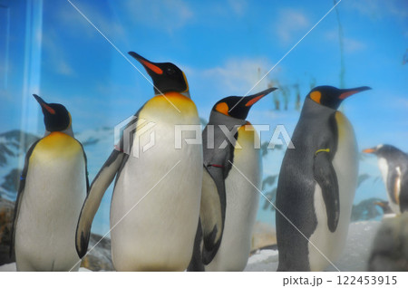 立っているオオサマペンギン 122453915
