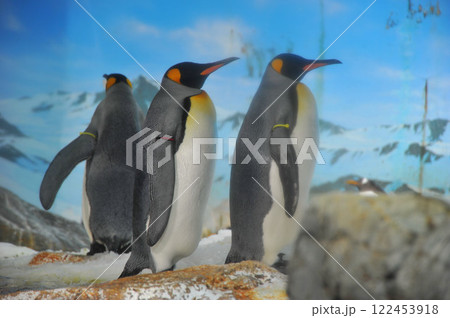 立っているオオサマペンギン 立っているオオサマペンギン 122453918