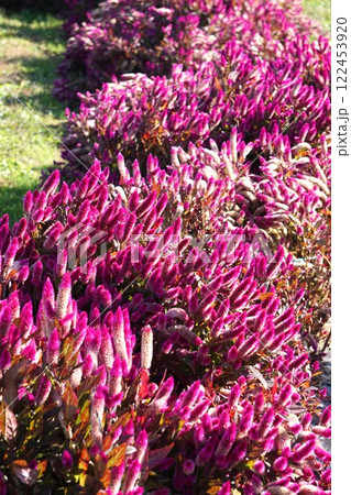 鶏頭の花 122453920