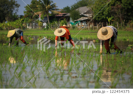 female farmer plants rice on a sunny day in rural Thailand. female farmer plants rice on a sunny day in rural Thailand. 122454375