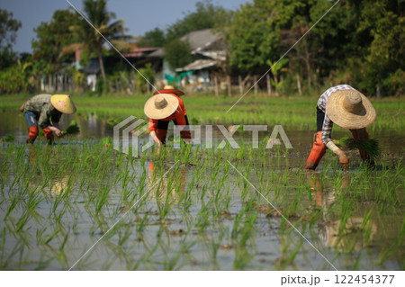 female farmer plants rice on a sunny day in rural Thailand. 122454377