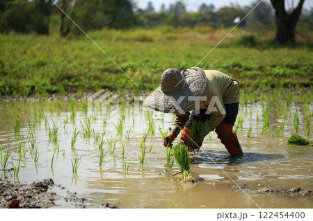 female farmer plants rice on a sunny day in rural Thailand. 122454400
