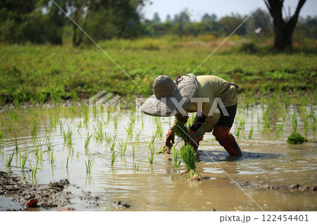 female farmer plants rice on a sunny day in rural Thailand. 122454401