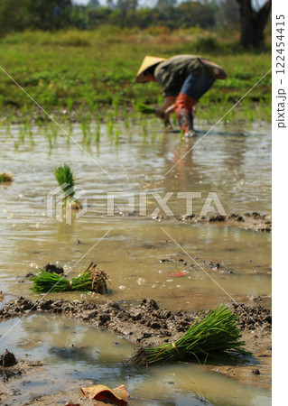 female farmer plants rice on a sunny day in rural Thailand. female farmer plants rice on a sunny day in rural Thailand. 122454415