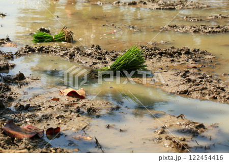female farmer plants rice on a sunny day in rural Thailand. 122454416