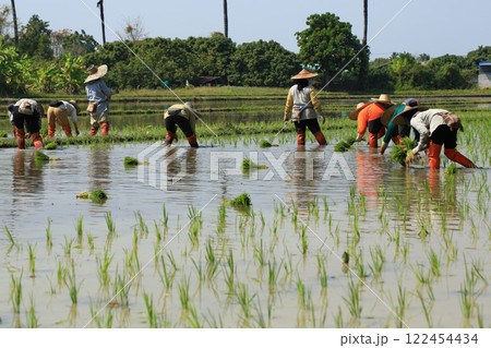 female farmer plants rice on a sunny day in rural Thailand. 122454434