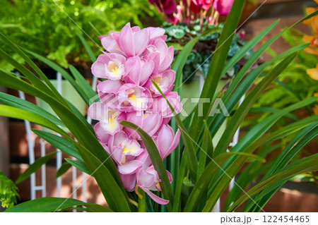 ピンク色のシンビジューム 122454465