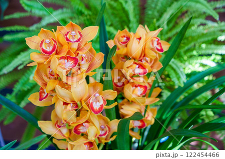 黄色のシンビジューム 黄色のシンビジューム 122454466