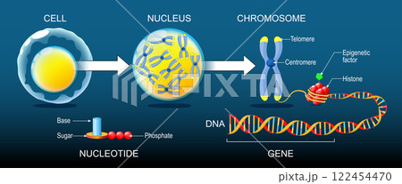 DNA structure. Organization and packaging of genetic material in Chromosome 122454470