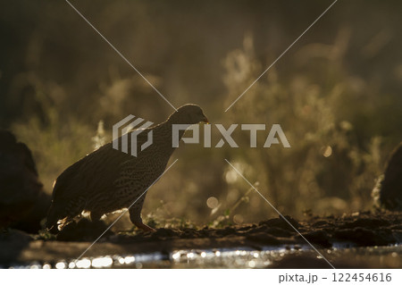 Natal francolin in Greater Kruger National park, South Africa 122454616