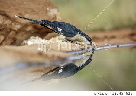 Pied Cuckoo in Greater Kruger National park, South Africa 122454623