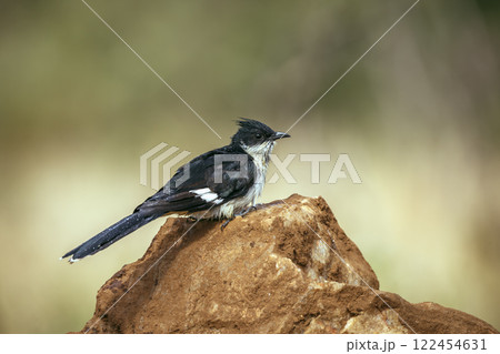 Pied Cuckoo in Greater Kruger National park, South Africa Pied Cuckoo in Greater Kruger National park, South Africa 122454631