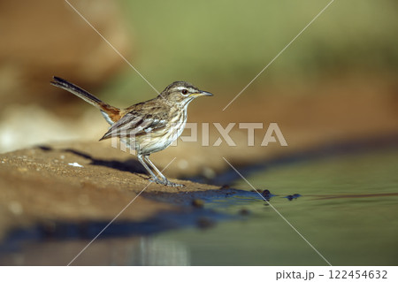 Red backed Scrub Robin in Greater Kruger National park, South Africa Red backed Scrub Robin in Greater Kruger National park, South Africa 122454632