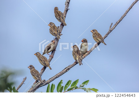 Red-billed Quelea in Greater Kruger National park, South Africa 122454643