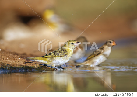 Red headed weaver in Greater Kruger National park, South Africa Red headed weaver in Greater Kruger National park, South Africa 122454654
