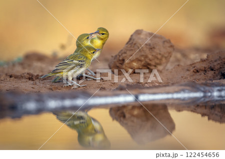 Red headed weaver in Greater Kruger National park, South Africa Red headed weaver in Greater Kruger National park, South Africa 122454656