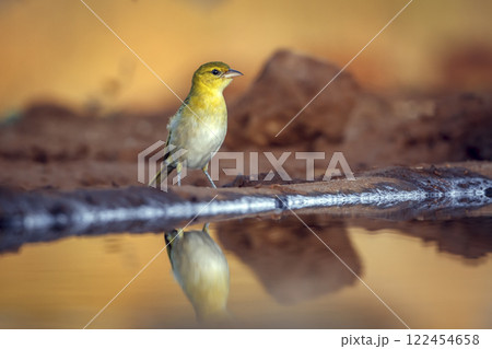 Red headed weaver in Greater Kruger National park, South Africa 122454658