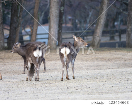 冬の奈良公園　鹿の後ろ姿 122454668