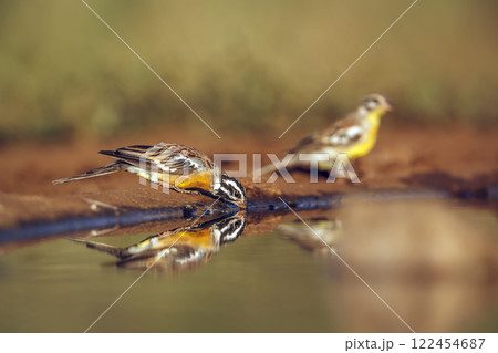 African Golden breasted Bunting in Greater Kruger National park, South Africa African Golden breasted Bunting in Greater Kruger National park, South Africa 122454687
