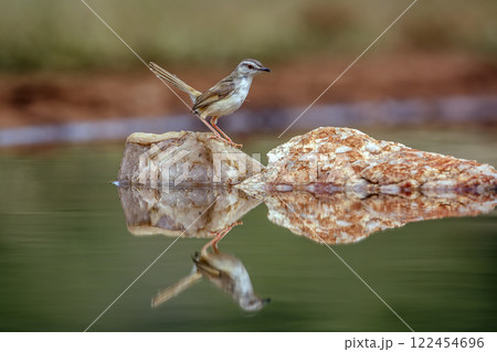 Black chested Prinia in Greater Kruger National park, South Africa Black chested Prinia in Greater Kruger National park, South Africa 122454696