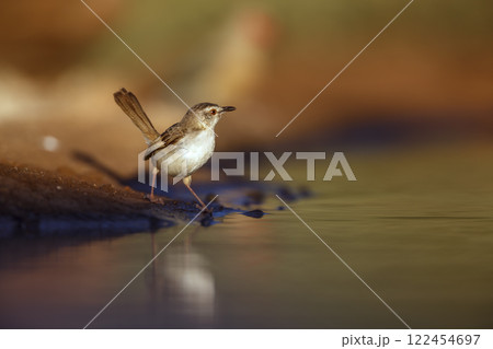 Black chested Prinia in Greater Kruger National park, South Africa Black chested Prinia in Greater Kruger National park, South Africa 122454697