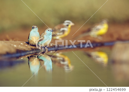 Blue breasted Cordonbleu in Greater Kruger National park, South Africa 122454699