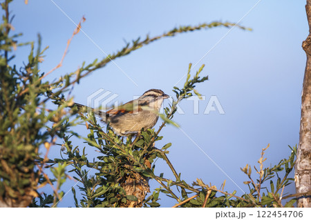 Brown crowned Tchagra in Greater Kruger National park, South Africa 122454706