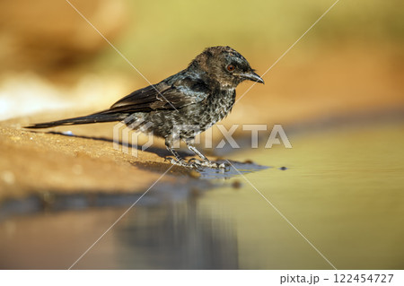 Fork tailed Drongo in Greater Kruger National park, South Africa Fork tailed Drongo in Greater Kruger National park, South Africa 122454727