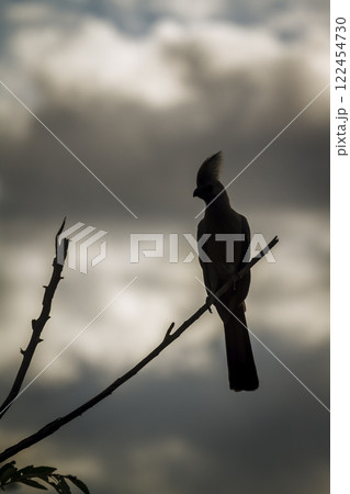 Grey go away bird in Greater Kruger National park, South Africa Grey go away bird in Greater Kruger National park, South Africa 122454730