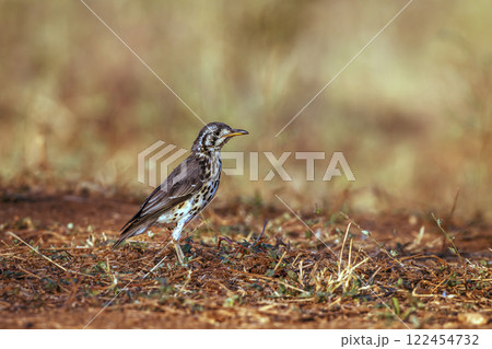Groundscraper Thrush in Greater Kruger National park, South Africa 122454732