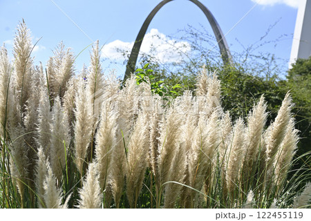 138タワーパークのパンパスグラス 122455119