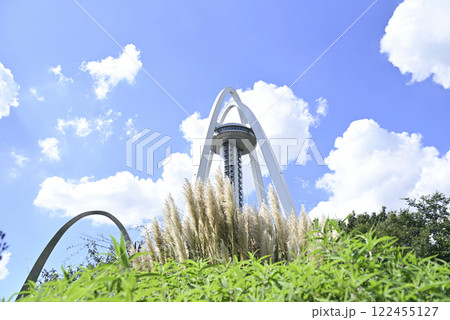 138タワーパークのパンパスグラス 122455127