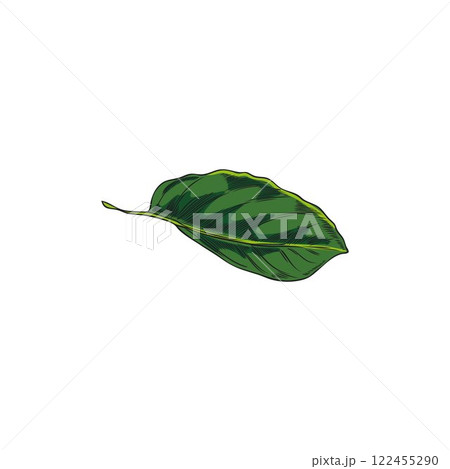 Bergamot tree green leaf vector sketch, hand drawn summer garden falling plant foliage, tea herb, natural fragrance 122455290