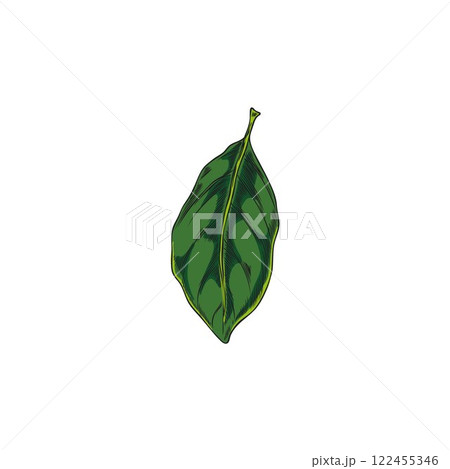 Bergamot tree green leaf sketch, vector hand drawn falling floral element, plant foliage, tea herb, natural fragrance 122455346