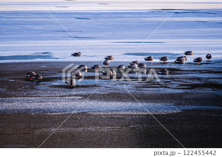 冬の湖面に集まるカルガモ 122455442