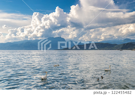 Swans at Lake Garda with mountains in background, view from Lazise town shore, Italy, Europe Swans at Lake Garda with mountains in background, view from Lazise town shore, Italy, Europe 122455482