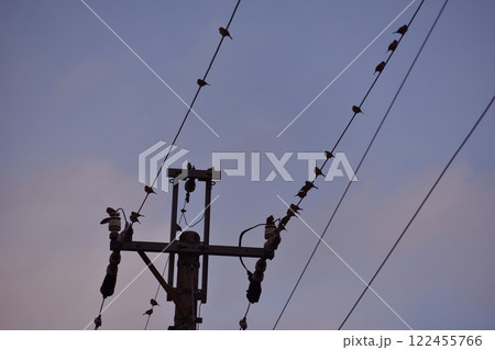 電線に止まるスズメ 電線に止まるスズメ 122455766