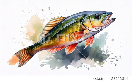 Colorful perch watercolor art featuring vibrant details on a white background Colorful perch watercolor art featuring vibrant details on a white background 122455896