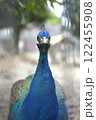 凛々しい孔雀 122455908