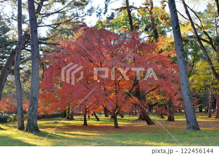 京都御苑の紅葉 122456144