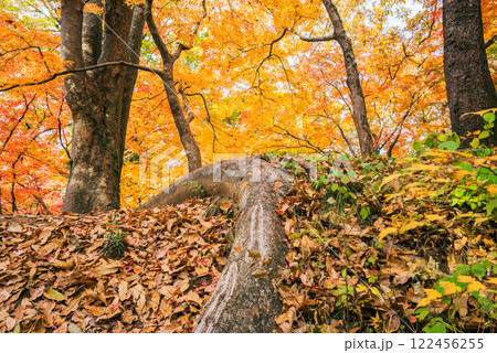 武田神社の紅葉【躑躅ヶ崎館跡】 武田神社の紅葉【躑躅ヶ崎館跡】 122456255