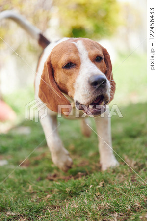 Head of beagle dog Head of beagle dog 122456433