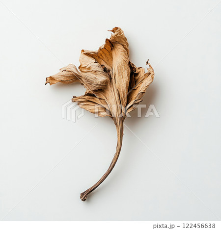 Dried leaves isolated on white background 122456638