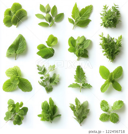 Wild herbs isolated on white background 122456718
