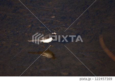 水面に張った薄氷の上を歩くセグロセキレイ 122457169