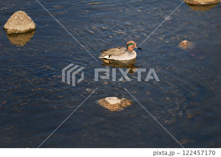 冬の川で泳ぐコガモのオス 122457170