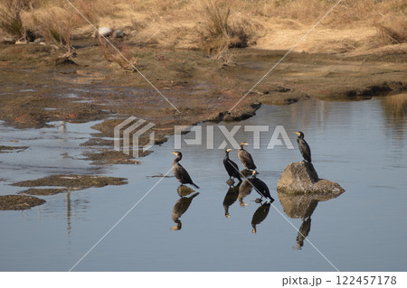 夕日に向かってくつろぐ野生のカワウ 夕日に向かってくつろぐ野生のカワウ 122457178