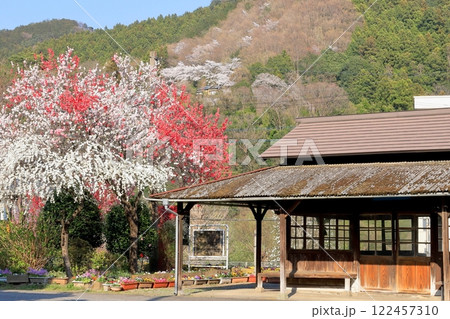 わたらせ渓谷鐵道「4月上旬花桃の花満開の上神梅駅」 わたらせ渓谷鐵道「4月上旬花桃の花満開の上神梅駅」 122457310
