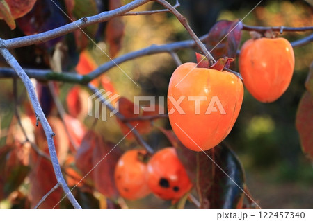 たわわに実った柿 熟した柿 色づいた柿 たわわに実った柿 熟した柿 色づいた柿 122457340